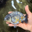 A Grade Strong Body Structure Tiger Ranchu Male 5-5.5 inches #081426RC_22