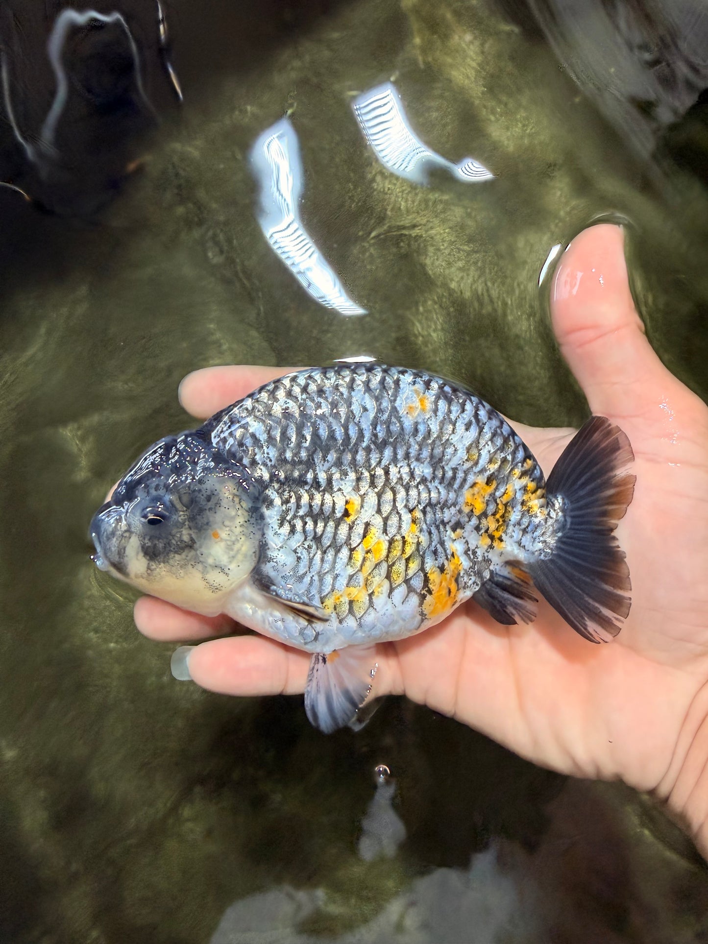 A Grade Strong Body Structure Tiger Ranchu Male 5-5.5 inches #081426RC_22