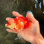 AAA Grade Red White Oranda Male 5 inches #061926OR_23