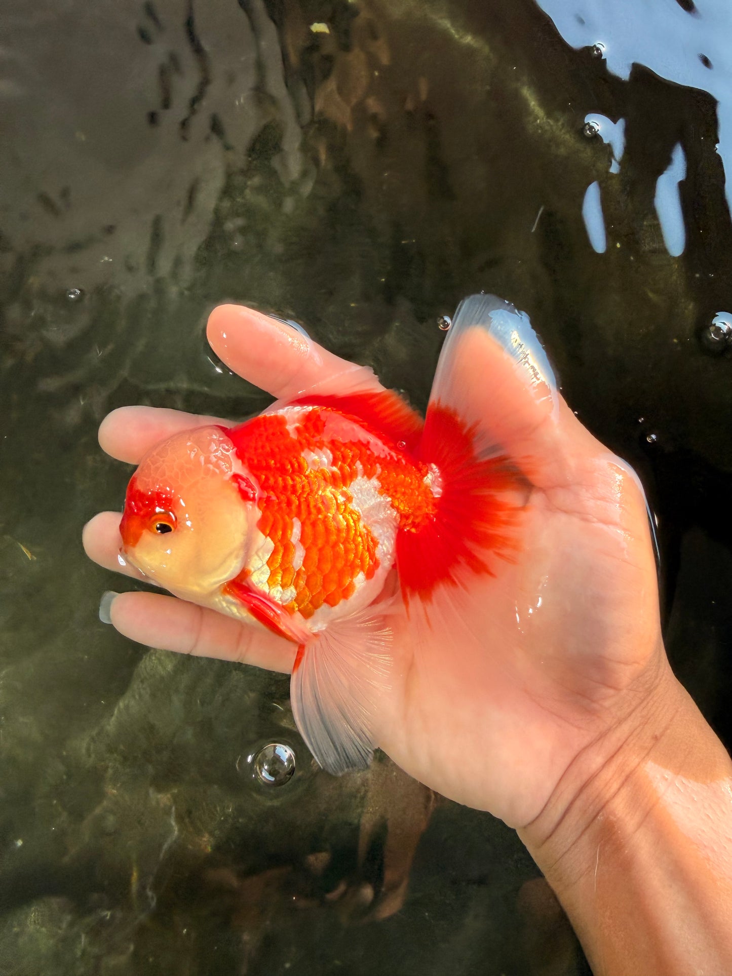 AAA Grade Red White Oranda Male 5 inches #061926OR_23