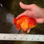 A Grade Red White Oranda Male 5.5 inches #091826OR_06