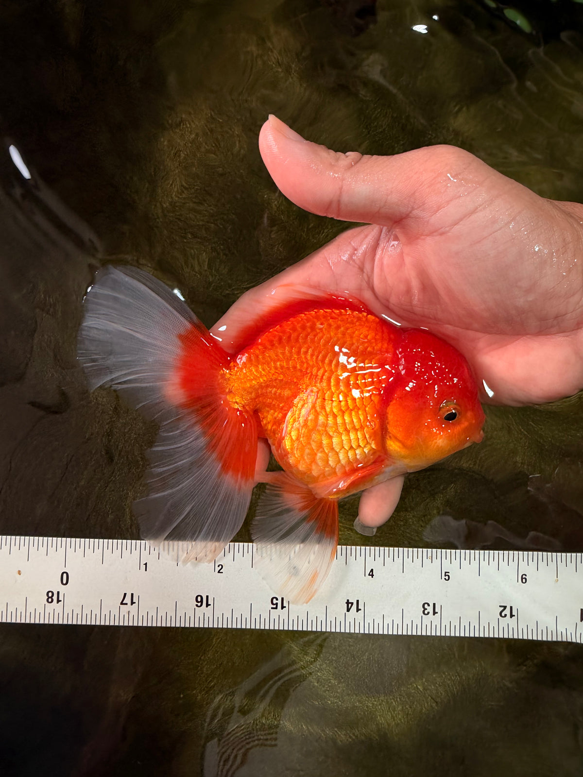 A Grade Red White Oranda Male 5.5 inches #091826OR_06