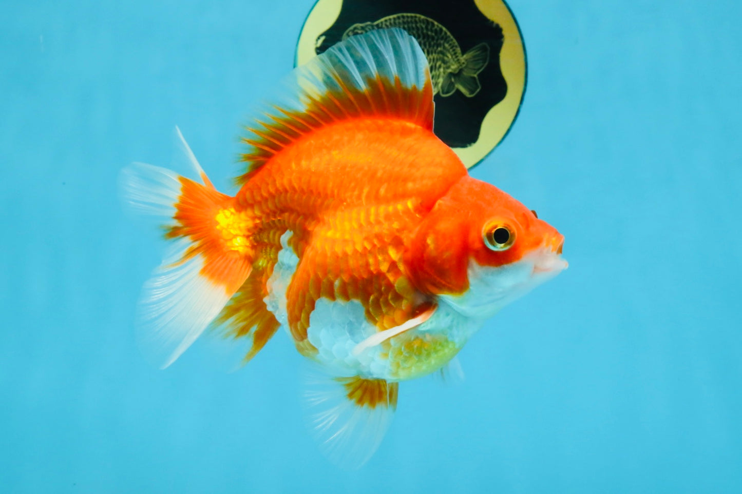 A Grade Red White Ryukin Male 5.5 inches #111425RK_13