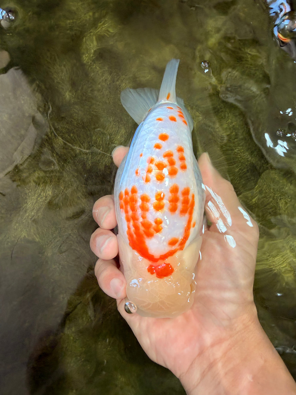 A Grade Polkadot Red White Buffalo Ranchu Male 6 inches #100926RC_29