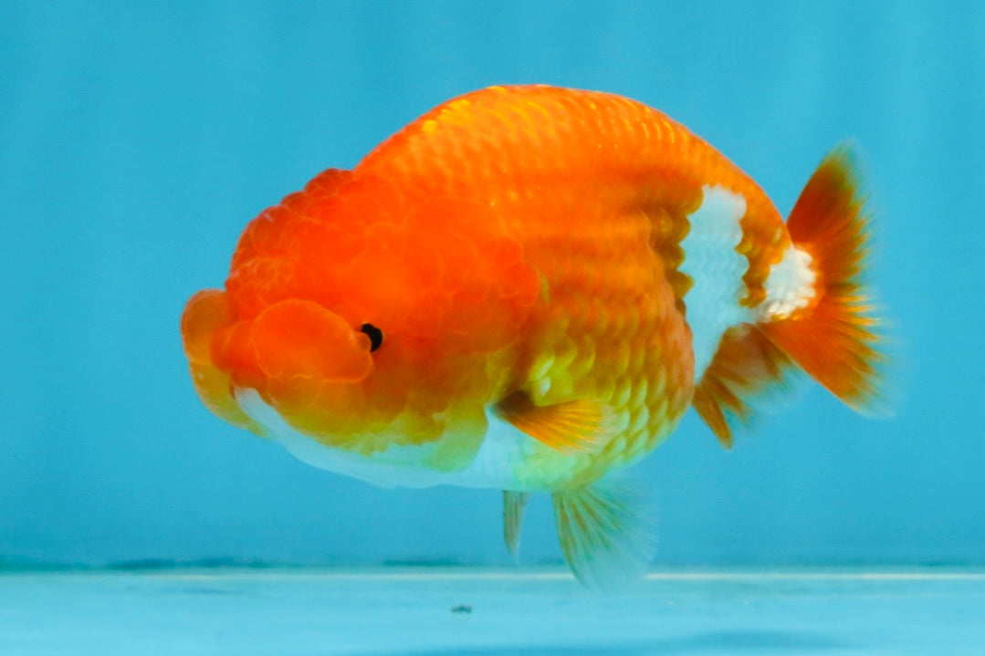 A Grade Red White LionQueen 4 inches #112825LC_06