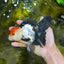Tricolor Oranda Female 5.5 inches #100325OR_14