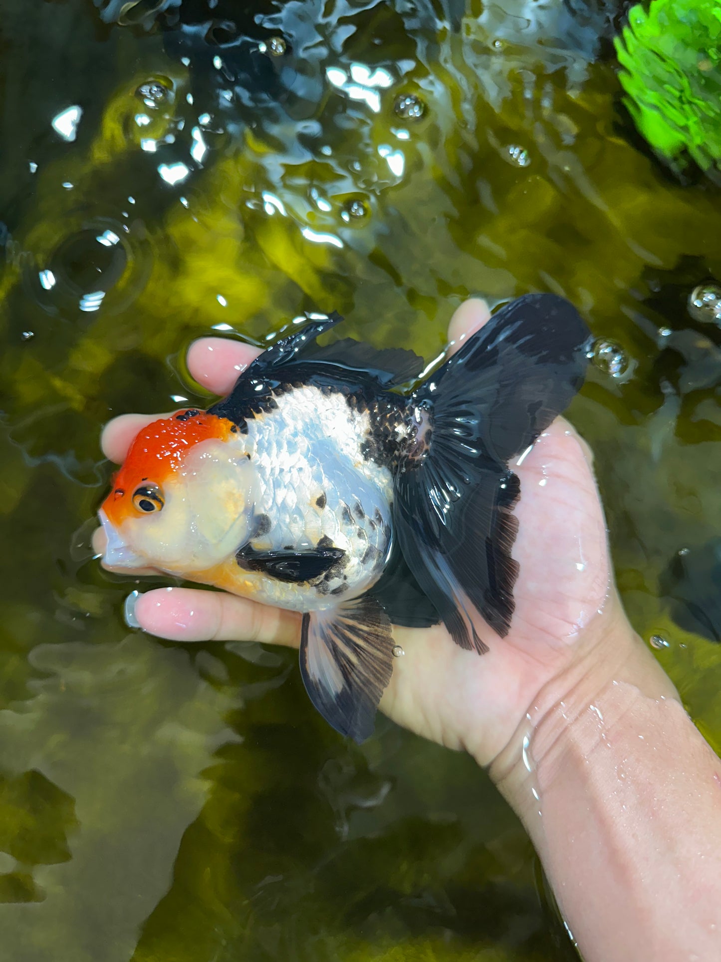 Tricolor Oranda Female 5.5 inches #100325OR_14