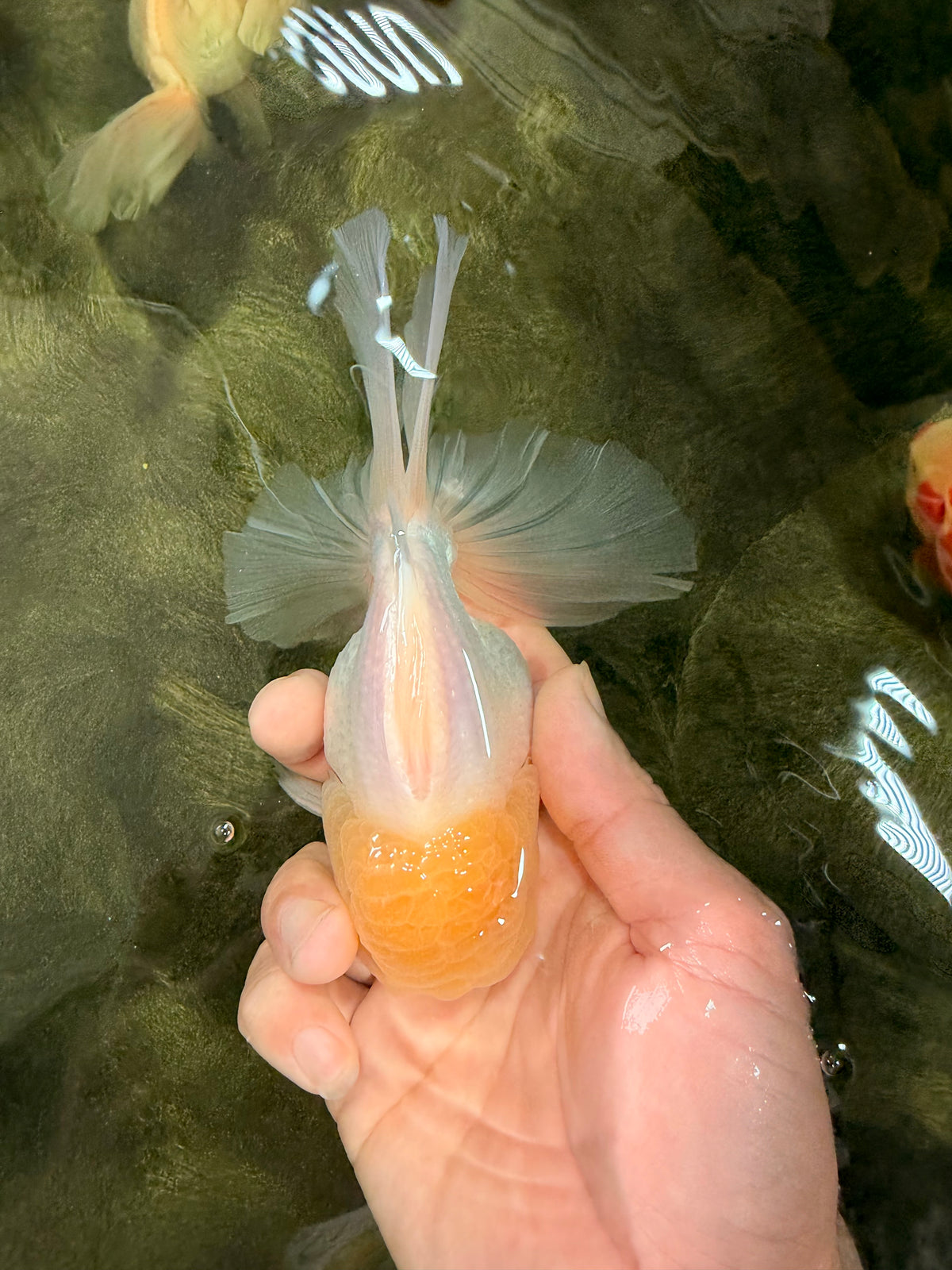 A Grade White Oranda Male 5-5.5 inches #102326OR_18