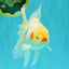 A Grade Lipsticks Red White Oranda Male 6 inches #101626OR_04