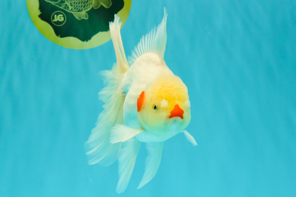 A Grade Lipsticks Red White Oranda Male 6 inches #101626OR_04