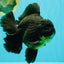 AAA Grade Broadtail Black Godzilla Oranda Male 7 inches #071026OR_01