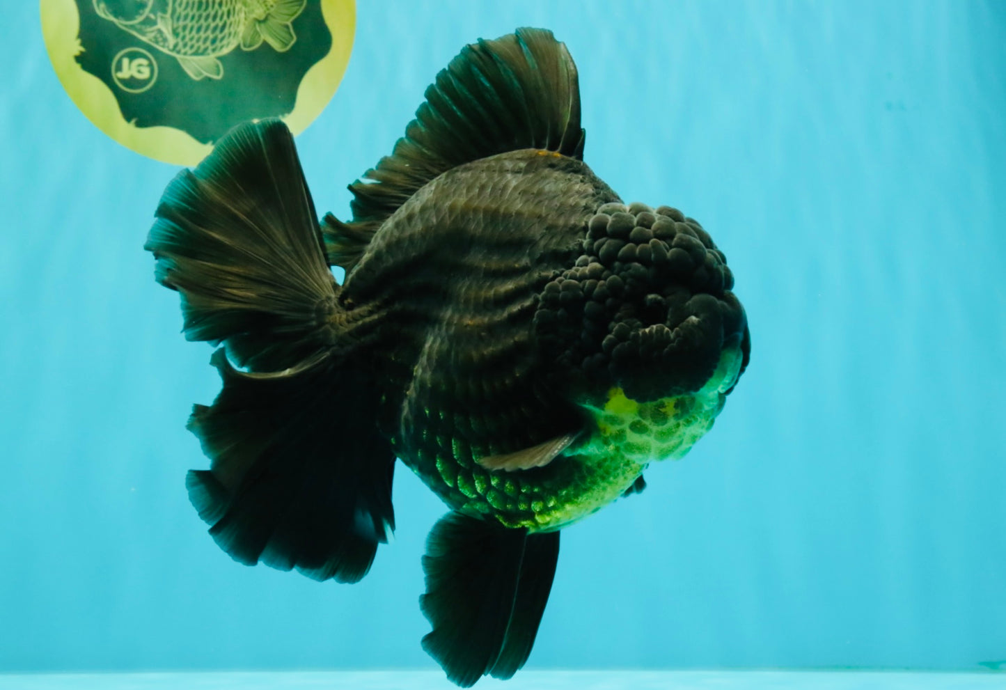 AAA Grade Broadtail Black Godzilla Oranda Male 7 inches #071026OR_01