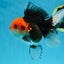A Grade Tricolor Oranda Female 5-5.5 inches #080825OR_12