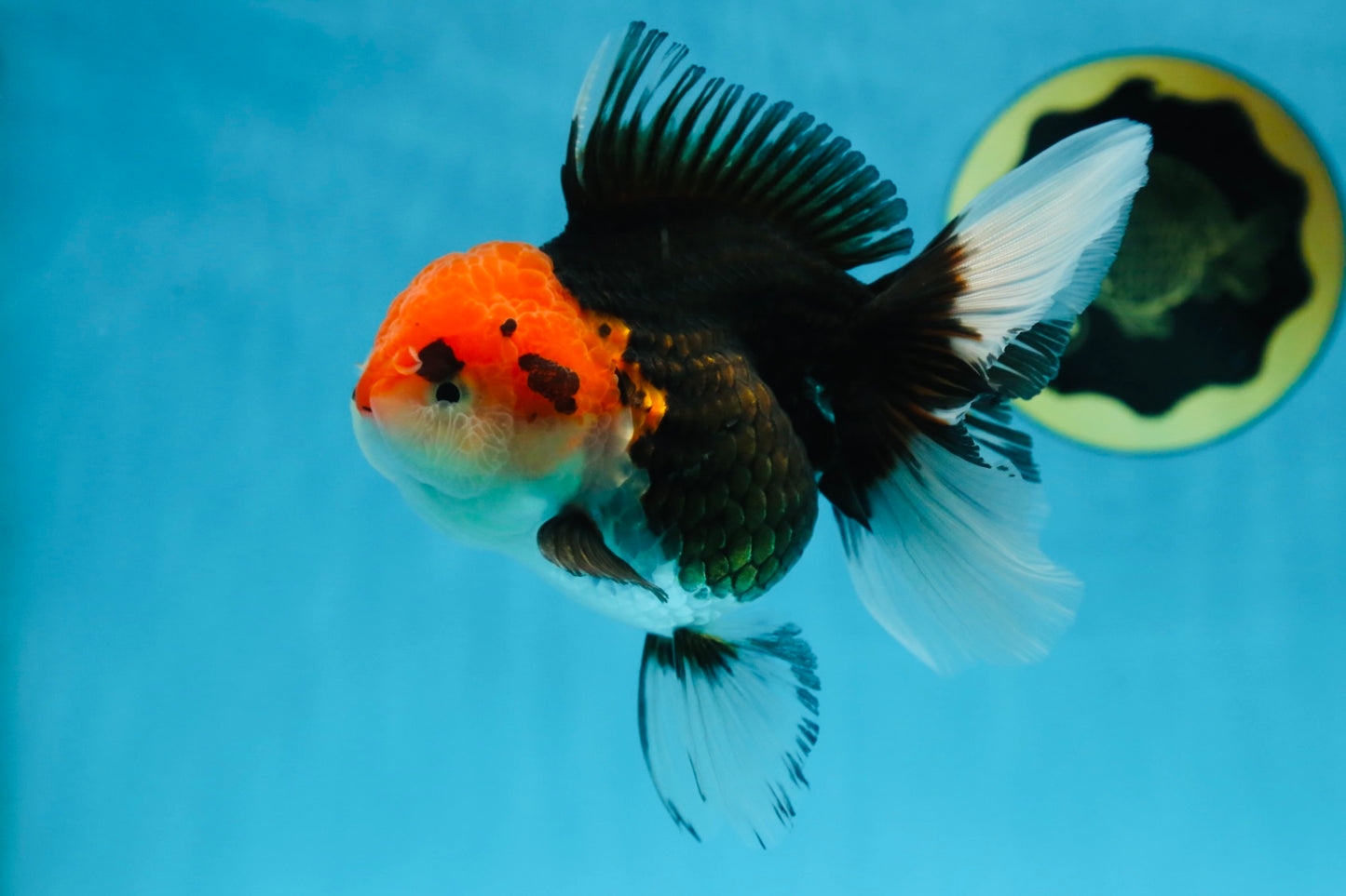 A Grade Tricolor Oranda Female 5-5.5 inches #080825OR_12