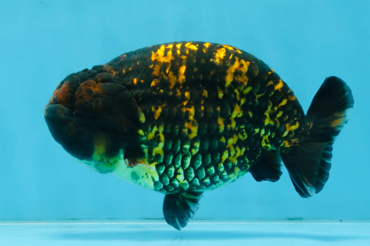 A Grade Tiger LionKing 4.5-5 inches #110725LC_17