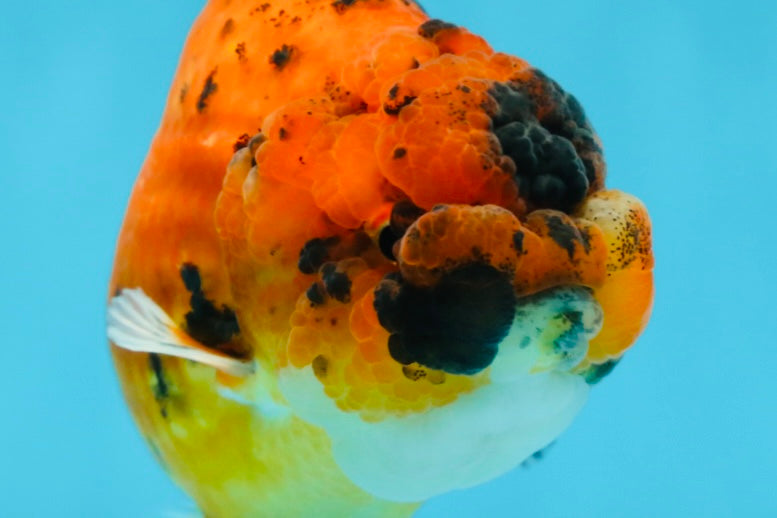 AAA Grade Tiger LionQueen 4.5 inches #051625LC_02