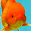 Red Cherry Oranda Female 5 inches #061926OR_14