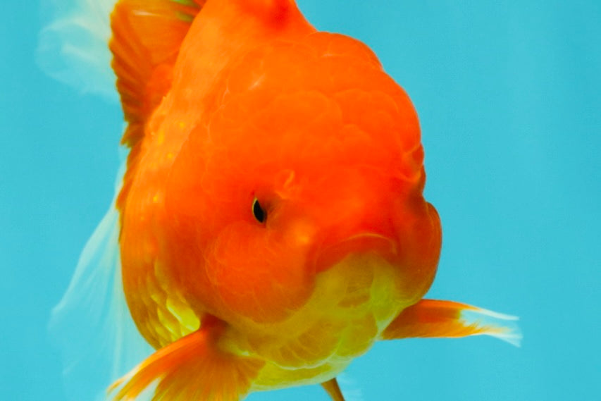 Red Cherry Oranda Female 5 inches #061926OR_14
