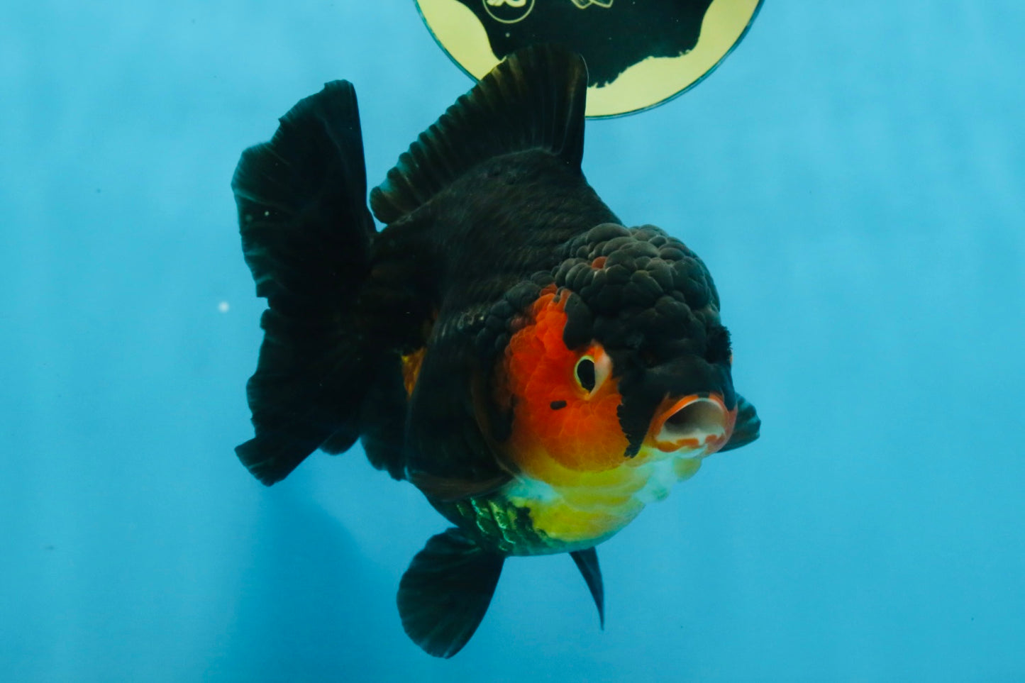 A Grade Apache Yuanbao Female 5-5.5 inches #112825YB_15