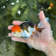Tricolor Oranda Female 5.5 inches #091225OR_19