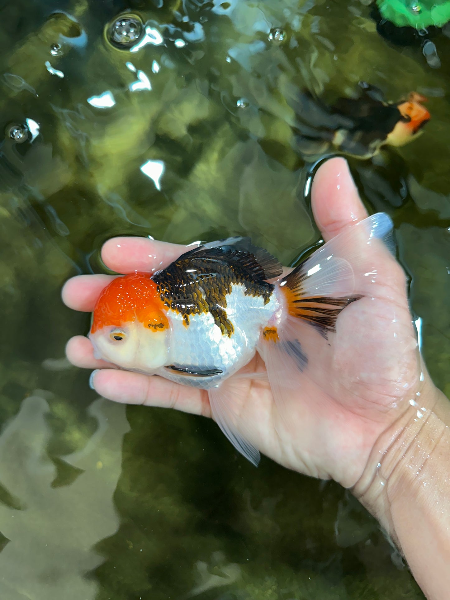 Tricolor Oranda Female 5.5 inches #091225OR_19
