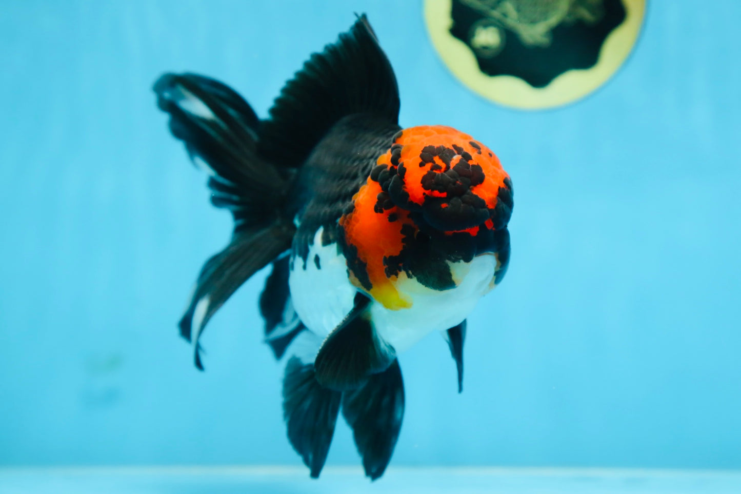 AAA Grade LAVA Tricolor Oranda Male 6 inches #090525OR_12