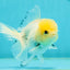 A Grade Lemonhead Oranda Male 4.5 inches #111524OR_21