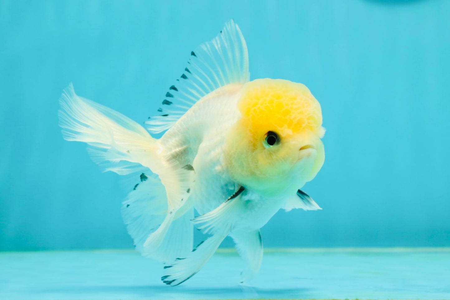 A Grade Lemonhead Oranda Male 4.5 inches #111524OR_21