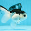 A Grade Nugget SO CUTE Panda Button Eyes Oranda Male 4.5 inches #010325OR_15