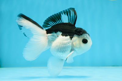 A Grade Nugget SO CUTE Panda Button Eyes Oranda Male 4.5 inches #010325OR_15