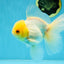 AAA Grade White Oranda Male 5 inches #042525OR_11