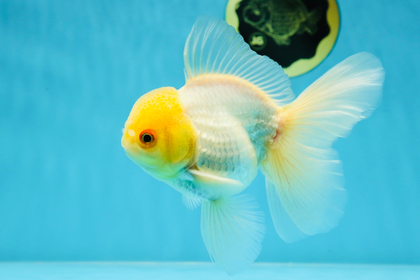 AAA Grade White Oranda Male 5 inches #042525OR_11