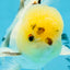 A Grade Panda Oranda Male 5 inches #052325OR_03