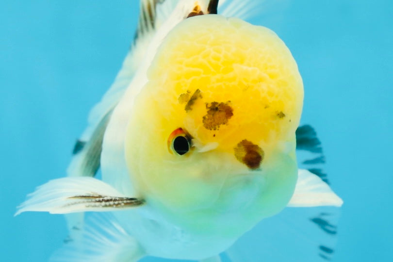 A Grade Panda Oranda Male 5 inches #052325OR_03
