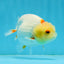 Lemonhead Lionchu Male 4 inches #0920LC_02