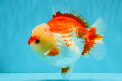 CHUBBY AAA Grade Red White Yuanbao Male 6 inches #040326YB_01