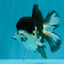 SPECIAL A Grade Panda Oranda Male 5-5.5 inches #030626OR_24