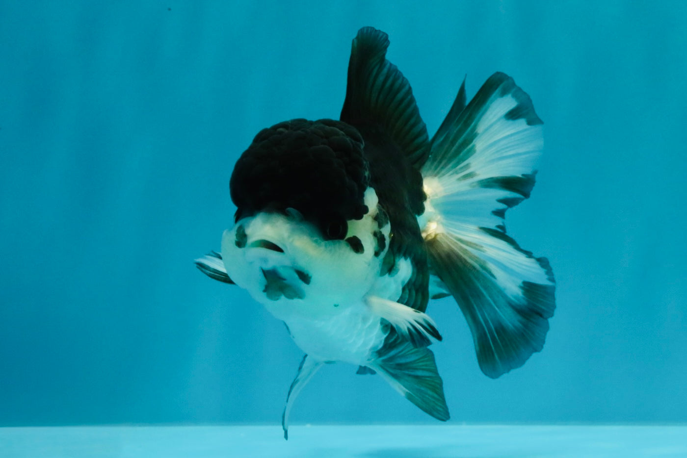 SPECIAL A Grade Panda Oranda Male 5-5.5 inches #030626OR_24