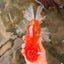 JUMBO AAA Grade Red White Oranda Male 8.5 inches #071726OR_01
