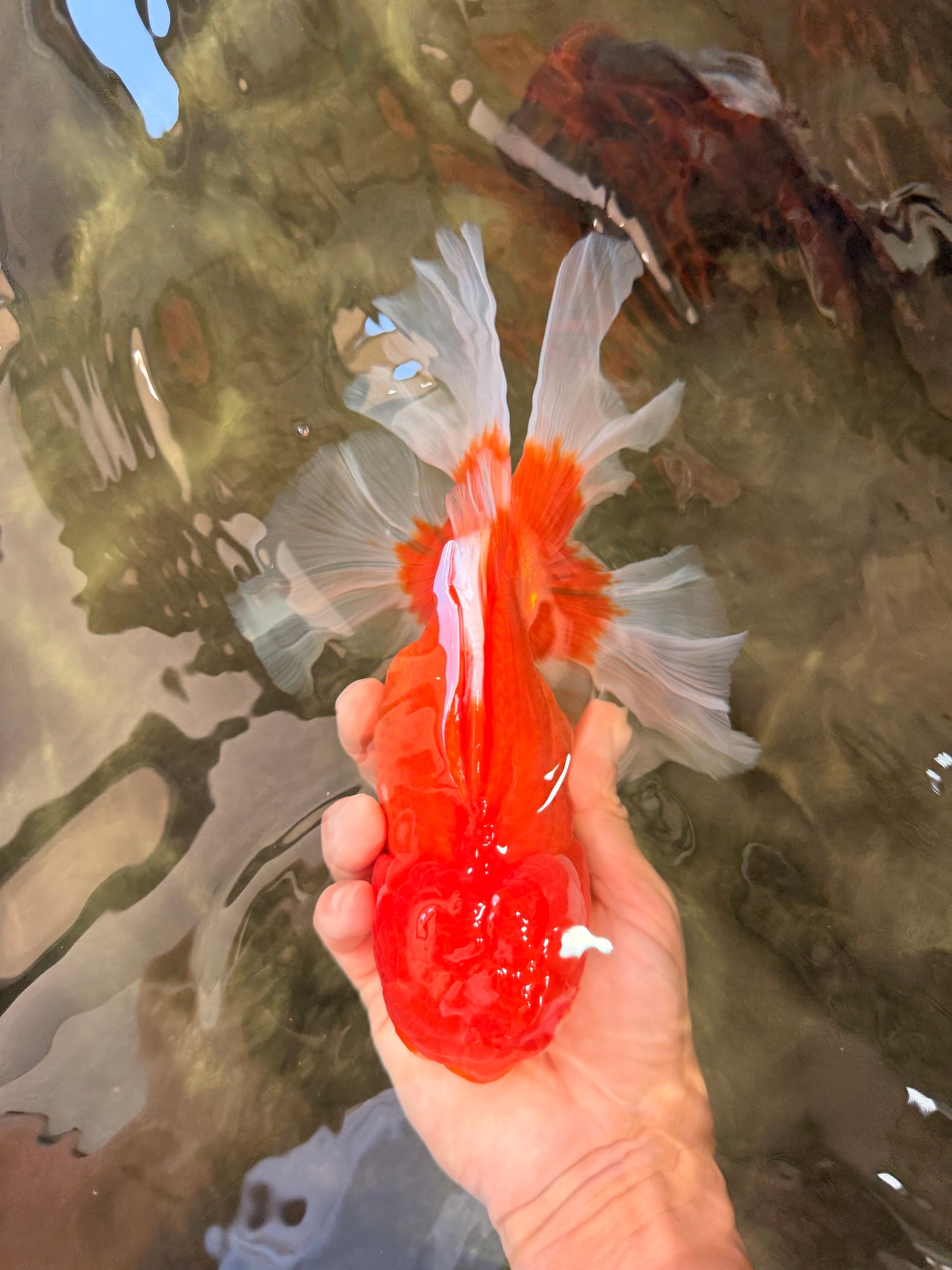 JUMBO AAA Grade Red White Oranda Male 8.5 inches #071726OR_01