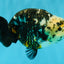 SPECIAL Chinese Ink Ranchu Male 5.5 inches #041026RC_21