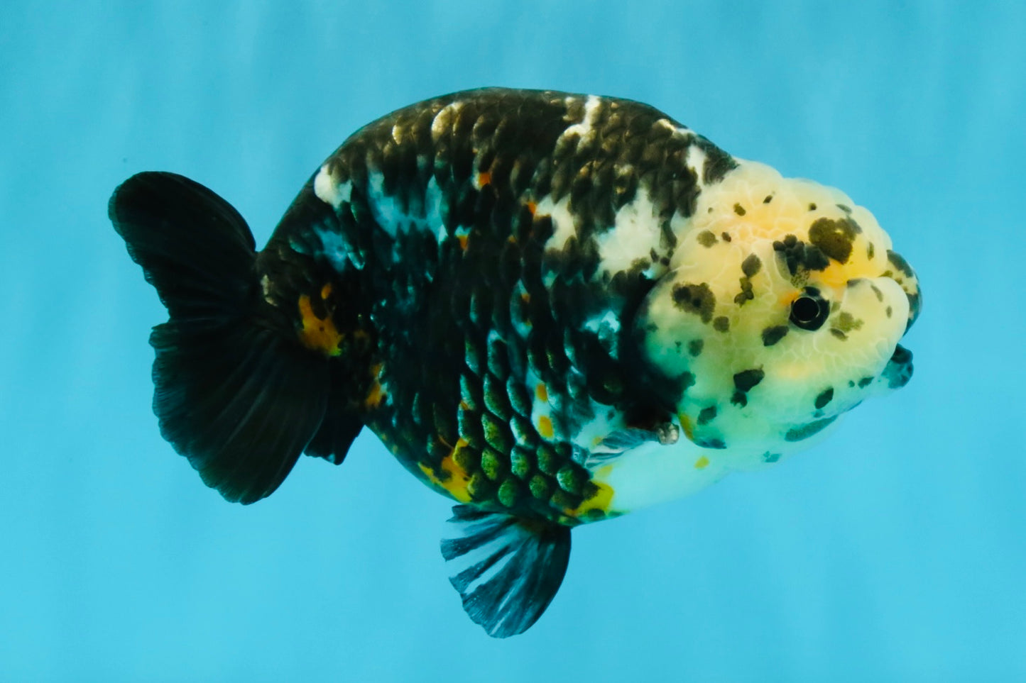 SPECIAL Chinese Ink Ranchu Male 5.5 inches #041026RC_21