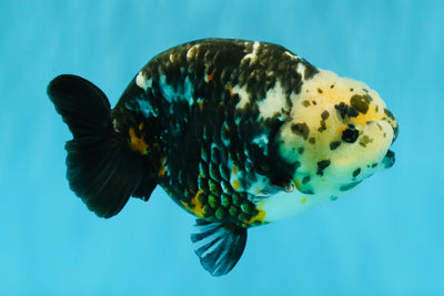 SPECIAL Chinese Ink Ranchu Male 5.5 inches #041026RC_21