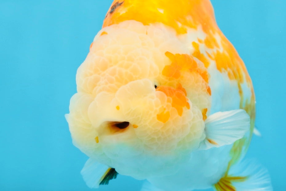 AAA Grade Sakura LionKing 5 inches #062025LC_08