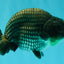 A Grade Blue Ranchu Male 5 inches #072426RC_36