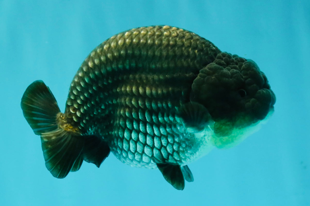 A Grade Blue Ranchu Male 5 inches #072426RC_36