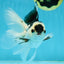 A Grade Panda Button Eyes Oranda Male 5 inches #010325OR_11