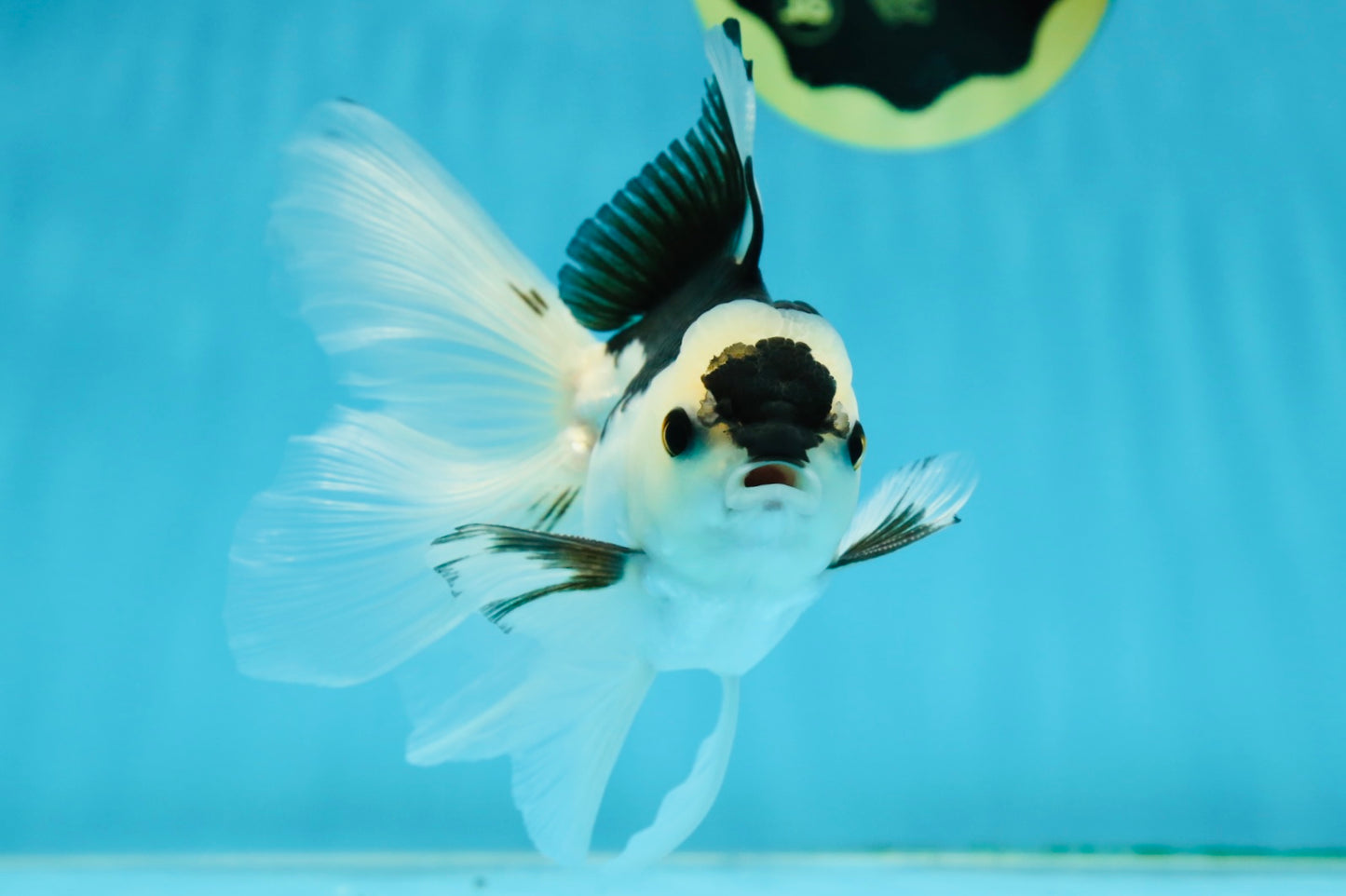 A Grade Panda Button Eyes Oranda Male 5 inches #010325OR_11