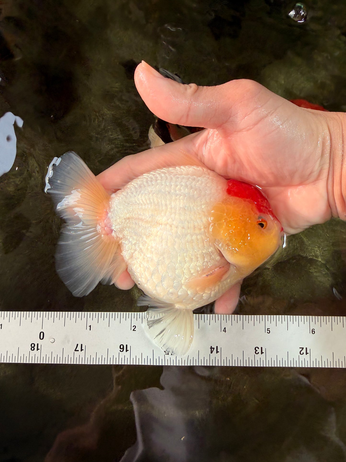 CHUBBY AAA Grade Tancho Red White Yuanbao Male 5-5.5 inches #031326YB_18