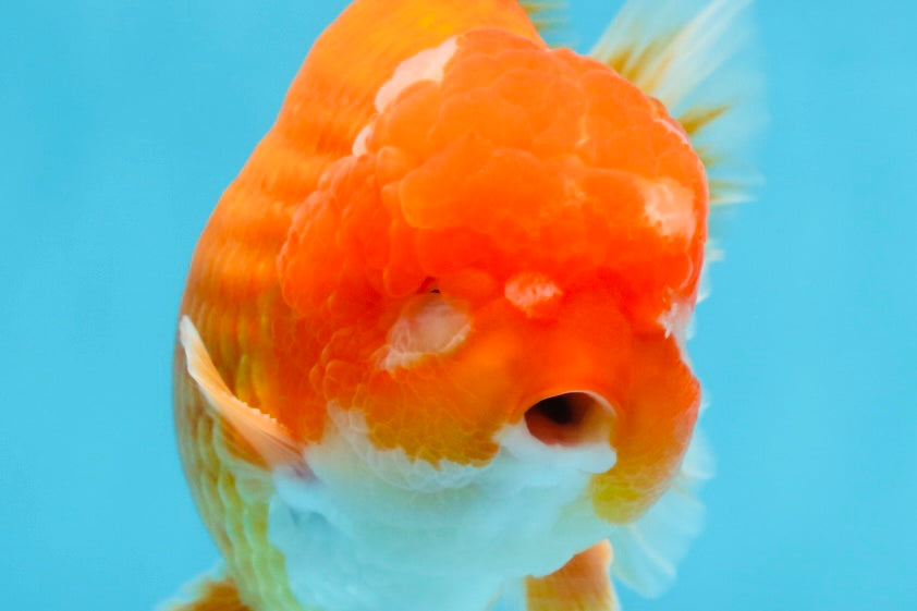 SHOW GRADE Godzilla Red White Yuanbao Male 5-5.5 inches #101725YB_999